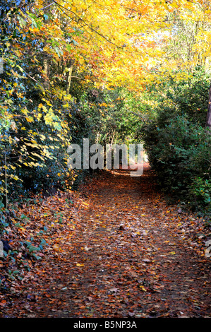 Ein Tunnel von Herbstlaub auf einem Wanderweg in Surrey, England. Stockfoto