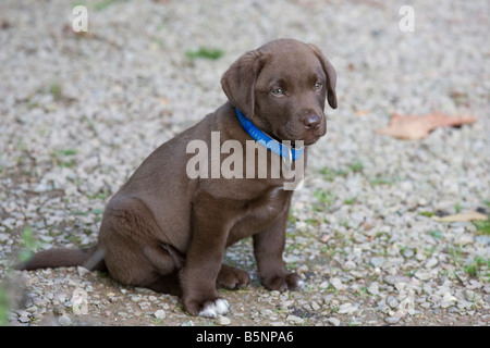 Young Schokolade gefärbt Labrador-Welpe Bewdley Worcs UK Stockfoto