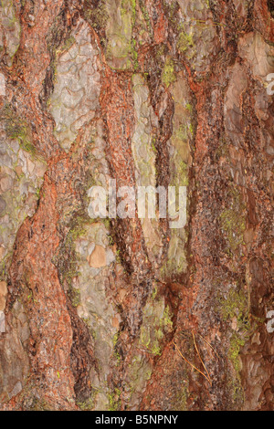 Föhre Pinus Sylvestris enge auf der RINDE ON AUSGEWACHSENEN Baum Stockfoto