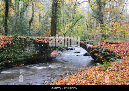 Alte Steinbrücke in einem Herbst Buche Waldgebiet Llanelli Carmarthenshire Wales Stockfoto