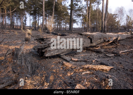 Heide-Feuer in Dorset in der Nähe einer Wohngegend Stockfoto