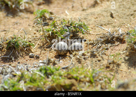 EIERN DER INDISCHEN RENNER KUNDAKULAM BIRD SANCTUARY TAMILNADU Stockfoto