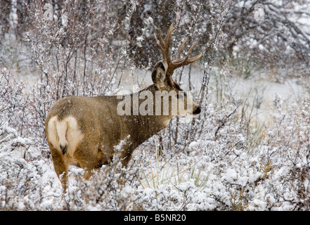 Maultierhirsche Futter für Lebensmittel auf einem kalten verschneiten Colorado Wintermorgen Stockfoto