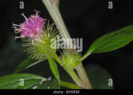 Geringerem Klette, Arctium minus Stockfoto