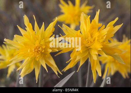 Narcissus 'Rip van Winkle"(Narzisse) Division 4 Doppelzimmer Narzisse. Stockfoto