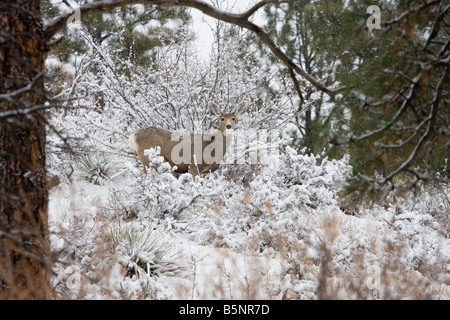 Maultierhirsche Futter für Lebensmittel auf einem kalten verschneiten Colorado Wintermorgen Stockfoto