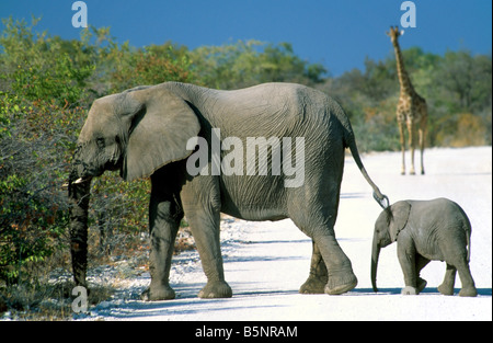 Mutter und Baby Elefant (Loxodonta Africana) beim Überqueren der Straße beobachtet von einer Giraffe (Giraffa Giraffe). Stockfoto