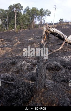 Heide-Feuer in Dorset in der Nähe einer Wohngegend Stockfoto