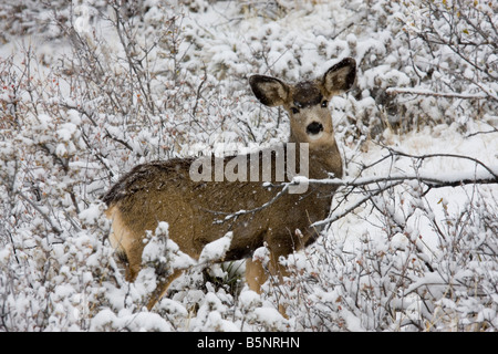 Maultierhirsche Futter für Lebensmittel auf einem kalten verschneiten Colorado Wintermorgen Stockfoto