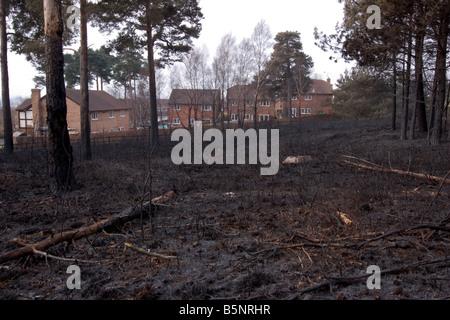 Heide-Feuer in Dorset in der Nähe einer Wohngegend Stockfoto