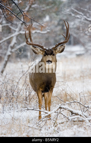 Maultierhirsche Futter für Lebensmittel auf einem kalten verschneiten Colorado Wintermorgen Stockfoto