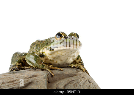 Der Seefrosch eng mit Blick auf den Fotografen Stockfoto