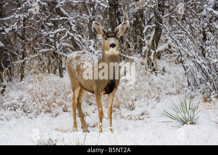 Maultierhirsche Futter für Lebensmittel auf einem kalten verschneiten Colorado Wintermorgen Stockfoto