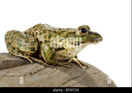 Der Seefrosch eng mit Blick auf den Fotografen Stockfoto