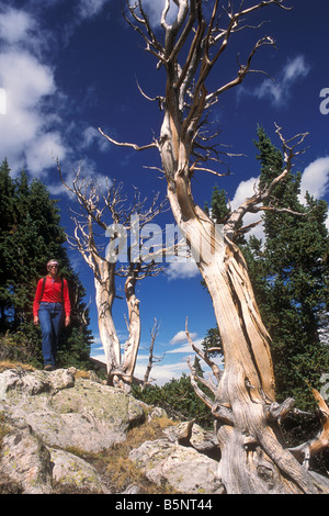 Wanderer steigt durch die Bristlecones, Mount Goliath Natural Area, Mountt Evans, Colorado. Stockfoto