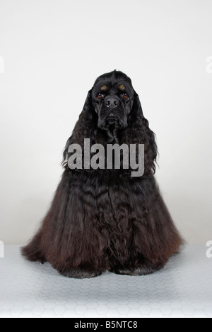 American Cocker Spaniel Stockfoto