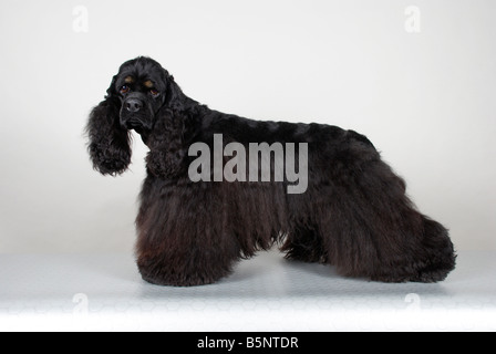 American Cocker Spaniel Stockfoto