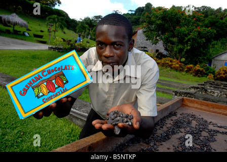 Kakaobohnen trocknen und Grenada Schokolade, Grenada, "West Indies" Stockfoto