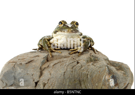 Der Seefrosch eng mit Blick auf den Fotografen Stockfoto