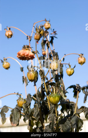 Toten Dahlie Blüten durch Frost getötet Stockfoto