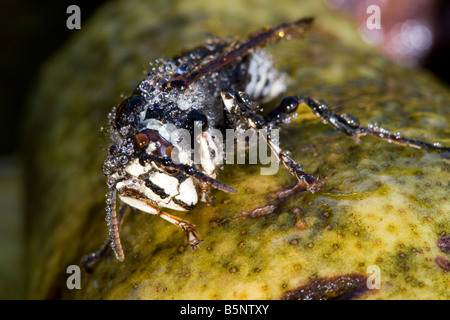 Unverfrorene Hornet ist mit Morgentau Tropfen abgedeckt Stockfoto