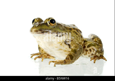 Der Seefrosch eng mit Blick auf den Fotografen Stockfoto