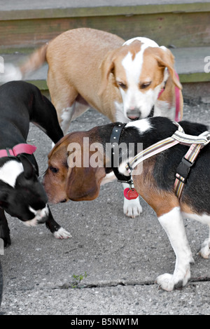 Eine junge Boston Terrier und zwei Beagles Auschecken einander Stockfoto
