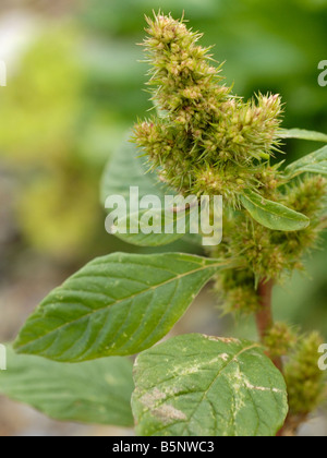 Gemeinsamen Amaranth, Amaranthus retroflexus Stockfoto