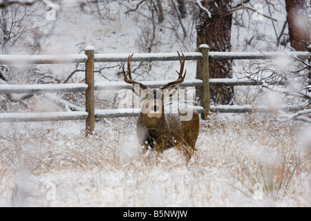 Maultierhirsche Futter für Lebensmittel auf einem kalten verschneiten Colorado Wintermorgen Stockfoto