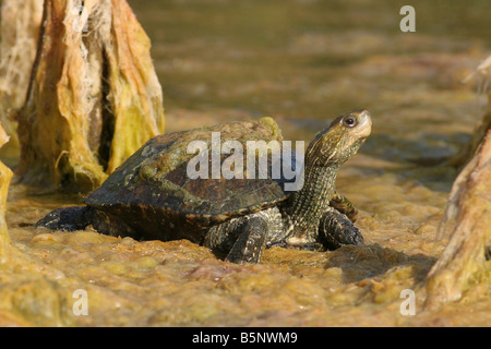 Kaspische Schildkröte oder gestreiften Hals Sumpfschildkröte Mauremys Caspica Israel Mai 2008 Stockfoto