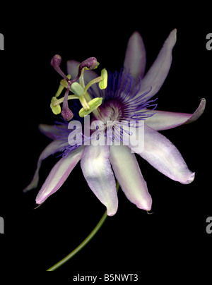 Passionsblume auf schwarzem Hintergrund Stockfoto