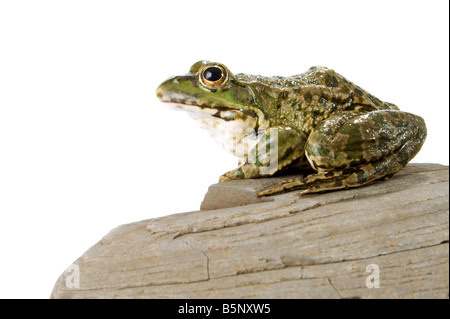 Der Seefrosch eng mit Blick auf den Fotografen Stockfoto