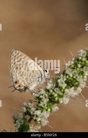 Peablue Lampides Boeticus oder Long tailed Blue Butterfly in Israel Sommer August gedreht Stockfoto