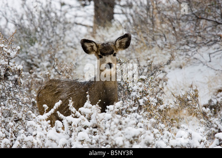 Maultierhirsche Futter für Lebensmittel auf einem kalten verschneiten Colorado Wintermorgen Stockfoto