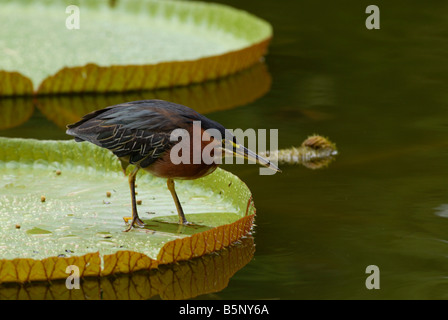 Eisvogel im Nymphea Teich Deshaies botanischen Garten Guadeloupe Französische Antillen Stockfoto