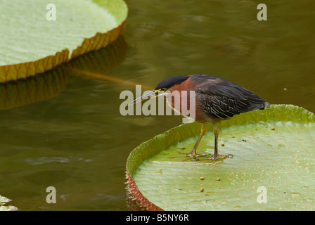 Eisvogel im Nymphea Teich Deshaies botanischen Garten Guadeloupe Französische Antillen Stockfoto