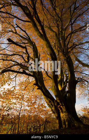 Alte Buche Baum Fagus Sylvatica im Herbst beim Cranborne East Dorset Stockfoto