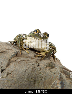 Der Seefrosch eng mit Blick auf den Fotografen Stockfoto