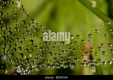 Spiderweb Tautropfen große Tropfen Tau. Stockfoto