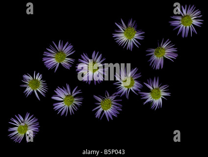 Lavendel Aster Flowerheads auf schwarzem Hintergrund hautnah