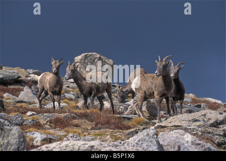 Rocky Mountain Dickhornschaf (Ovis Canadensis) an den Hängen des Mount Evans in der Nähe von Idaho Springs, Colorado. Stockfoto