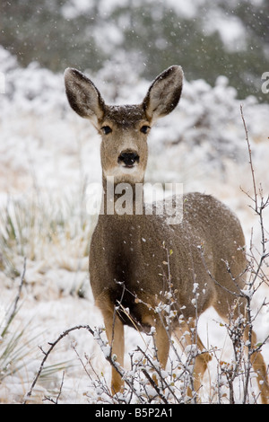 Maultierhirsche Futter für Lebensmittel auf einem kalten verschneiten Colorado Wintermorgen Stockfoto