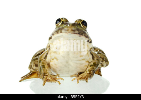 Der Seefrosch eng mit Blick auf den Fotografen Stockfoto