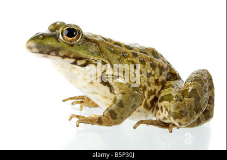 Der Seefrosch eng mit Blick auf den Fotografen Stockfoto