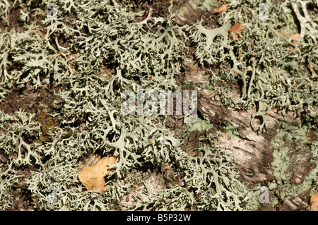 Flechten-Makroaufnahme des Protokolls Schottland UK Eichenmoos Oak Moss Evernia prunastri Stockfoto