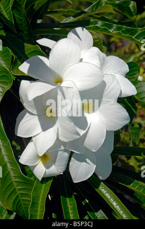 Frangipani-Blüten Stockfoto