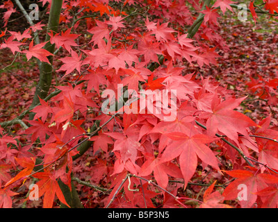 Rot-Ahorn Baum japanische Woodland Bright farbigen Blätter Crawley West Sussex im Herbst Stockfoto