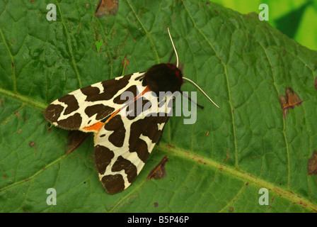 Garten Tiger Moth (Arctia Caja). Stockfoto