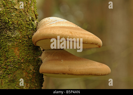 Piptoporus Betulinus, einen gemeinsamen britischen Halterung Pilz. Stockfoto