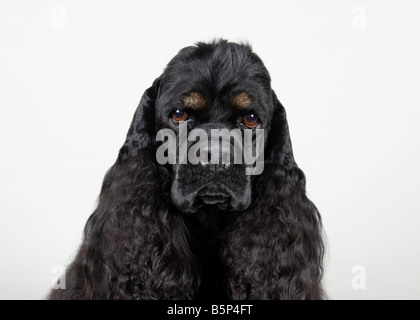 American Cocker Spaniel Stockfoto